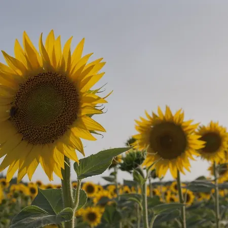 Al Centro Della Toscana Poggibonsi